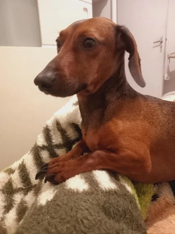 Cachorro raça Basset-Cofap idade 4 anos nome Lucky