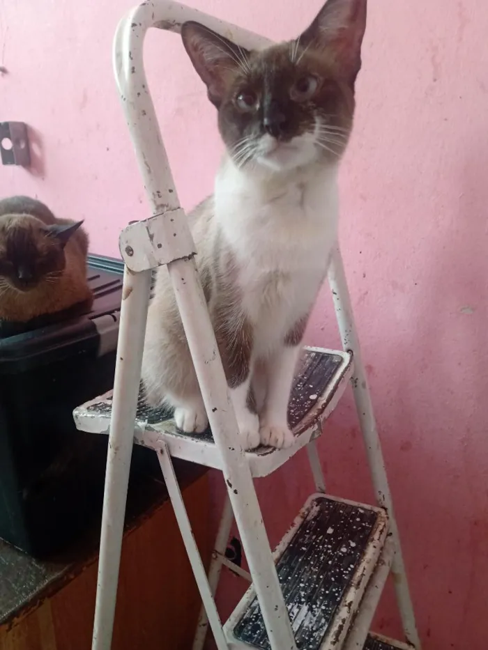 Gato raça Siamês idade 1 ano nome Stéffannt Vitória