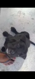 Belinha