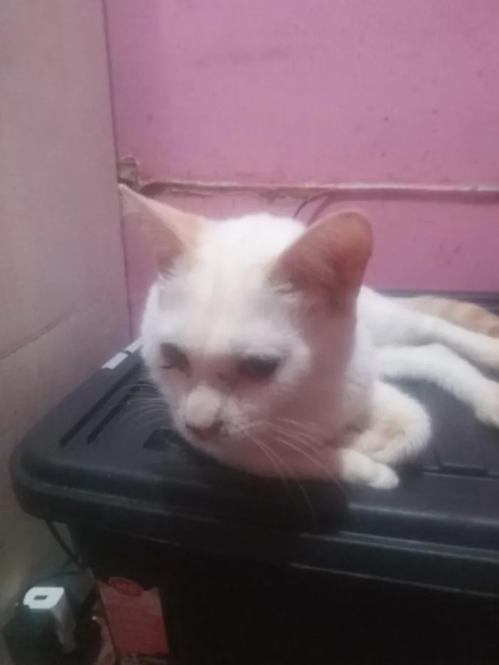 Gato raça SRD-ViraLata idade 1 ano nome Michael