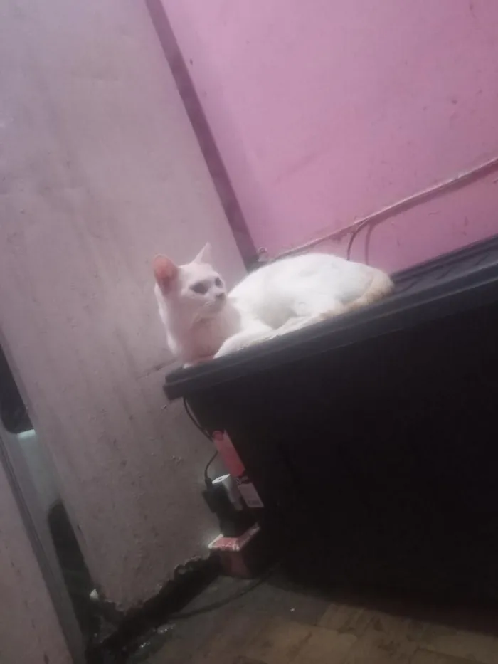 Gato raça SRD-ViraLata idade 1 ano nome Michael