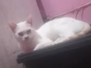 Gato raça SRD-ViraLata idade 1 ano nome Michael