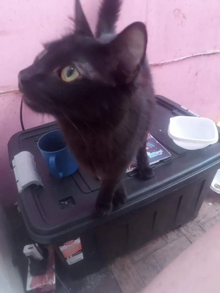 Gato raça Angorá idade 1 ano nome Awêem