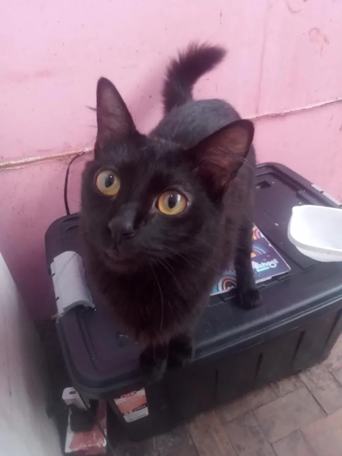 Gato raça Angorá idade 1 ano nome Awêem