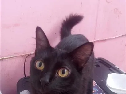 Gato raça Angorá idade 1 ano nome Awêem