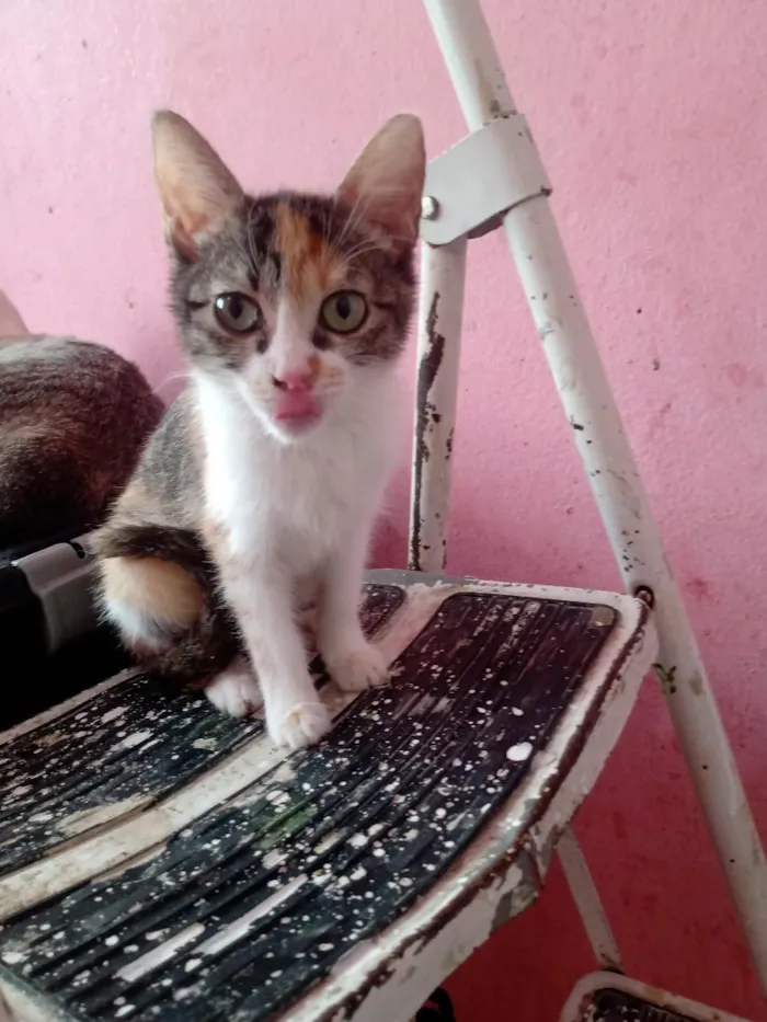 Gato raça SRD-ViraLata idade 2 a 6 meses nome Emily Patricia