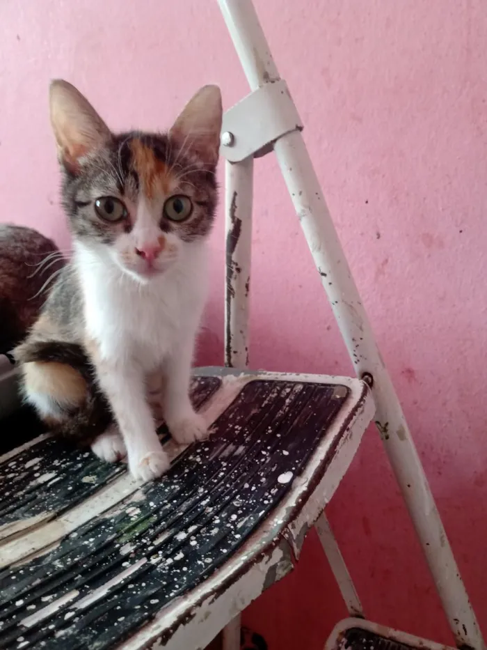 Gato raça SRD-ViraLata idade 2 a 6 meses nome Emily Patricia