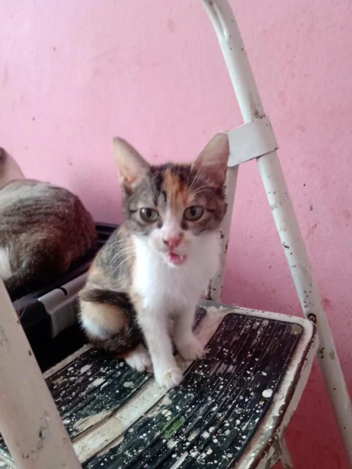 Gato raça SRD-ViraLata idade 2 a 6 meses nome Emily Patricia