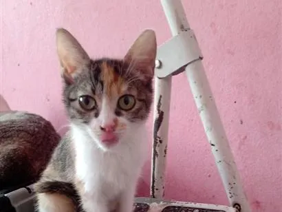Gato raça SRD-ViraLata idade 2 a 6 meses nome Emily Patricia