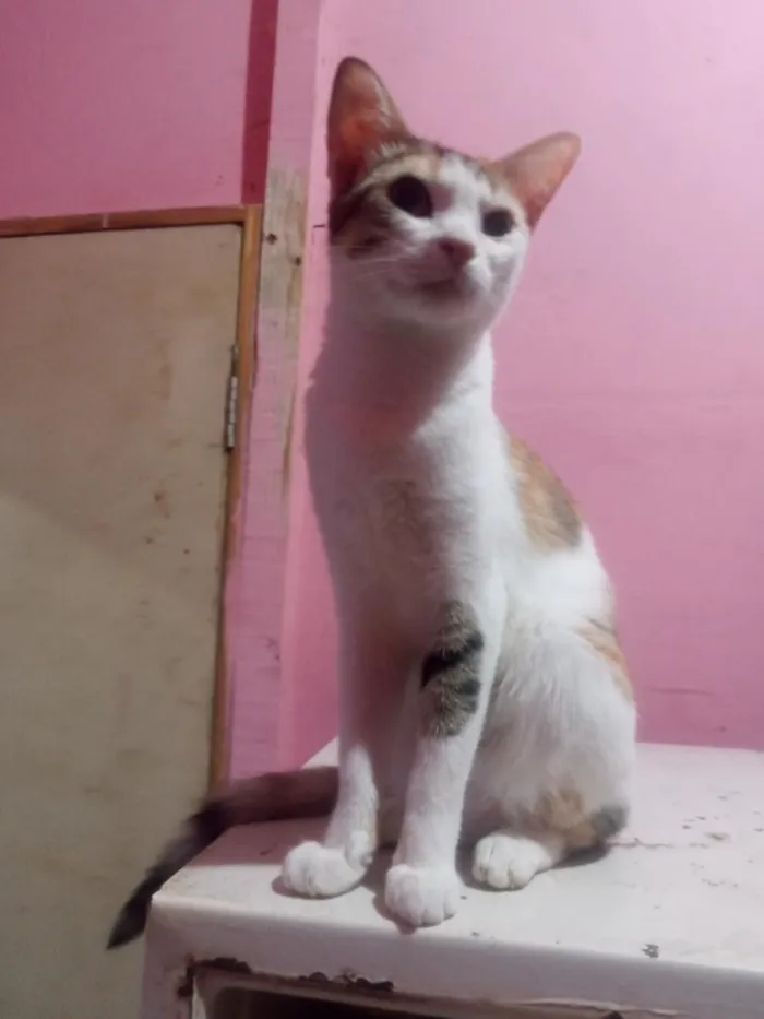 Gato raça SRD-ViraLata idade 1 ano nome Lady Day