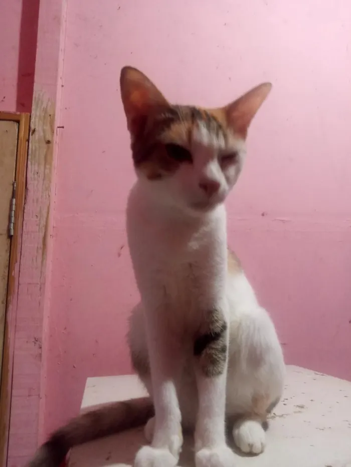 Gato raça SRD-ViraLata idade 1 ano nome Lady Day