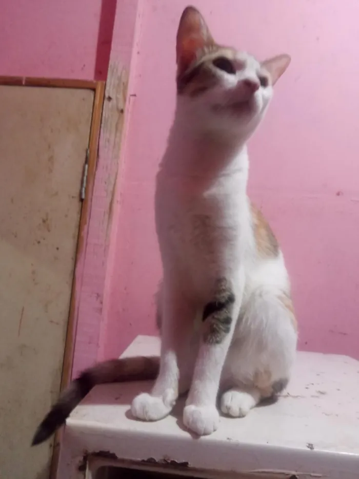 Gato raça SRD-ViraLata idade 1 ano nome Lady Day