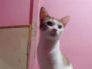 Gato raça SRD-ViraLata idade 1 ano nome Lady Day