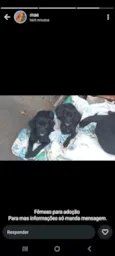 Luna e belinha 