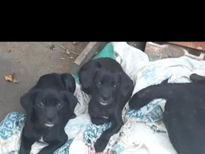 Cachorro raça SRD-ViraLata idade 2 a 6 meses nome Luna e belinha 