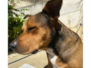 Cachorro raça SRD-ViraLata idade 3 anos nome Teresa