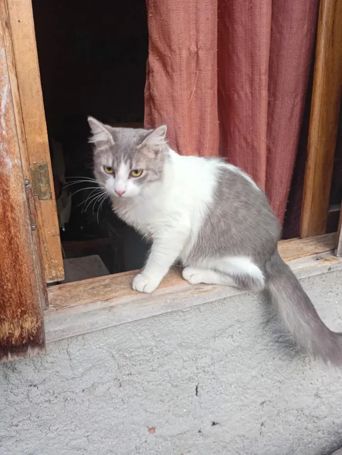 Gato raça SRD-ViraLata idade 7 a 11 meses nome Bolilha