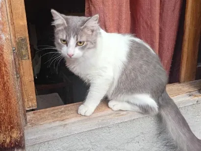 Gato raça SRD-ViraLata idade 7 a 11 meses nome Bolilha