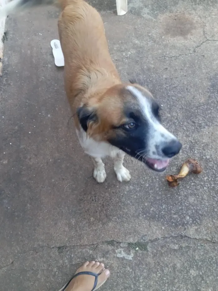 Cachorro raça SRD-ViraLata idade 7 a 11 meses nome passoca
