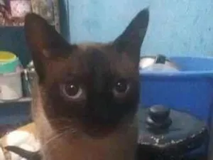 Gato raça Siamês idade 1 ano nome Vallentinné
