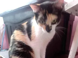 Gato raça SRD-ViraLata idade 1 ano nome Rebecca
