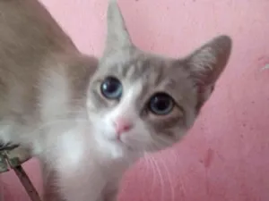 Gato raça SRD-ViraLata idade 1 ano nome Vandinha
