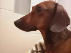 Cachorro raça Basset-Cofap idade 4 anos nome Lucky