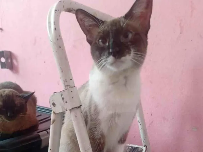 Gato raça Siamês idade 1 ano nome Stéffannt Vitória