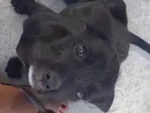 Cachorro raça SRD-ViraLata idade 2 a 6 meses nome Belinha