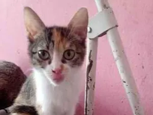 Gato raça SRD-ViraLata idade 2 a 6 meses nome Emily Patricia