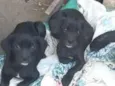 Luna e belinha 