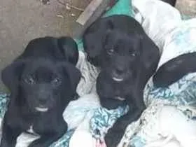 Cachorro raça SRD-ViraLata idade 2 a 6 meses nome Luna e belinha 