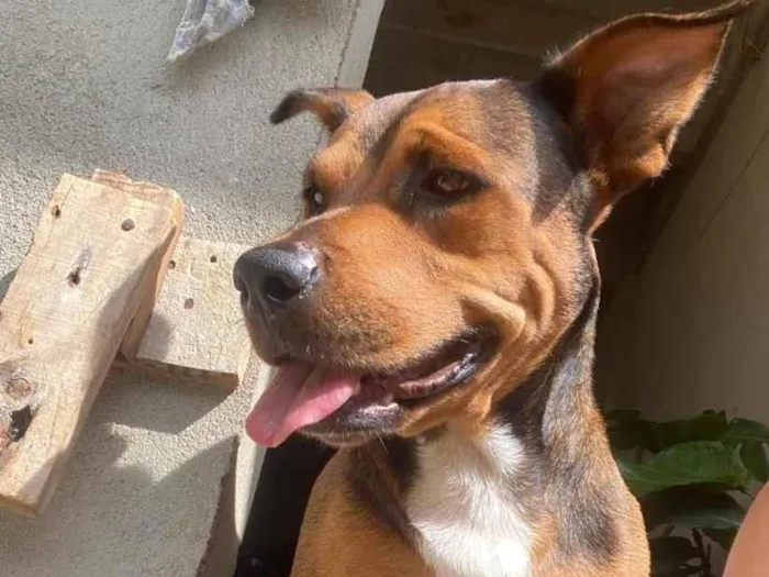 Cachorro raça SRD-ViraLata idade 3 anos nome Teresa