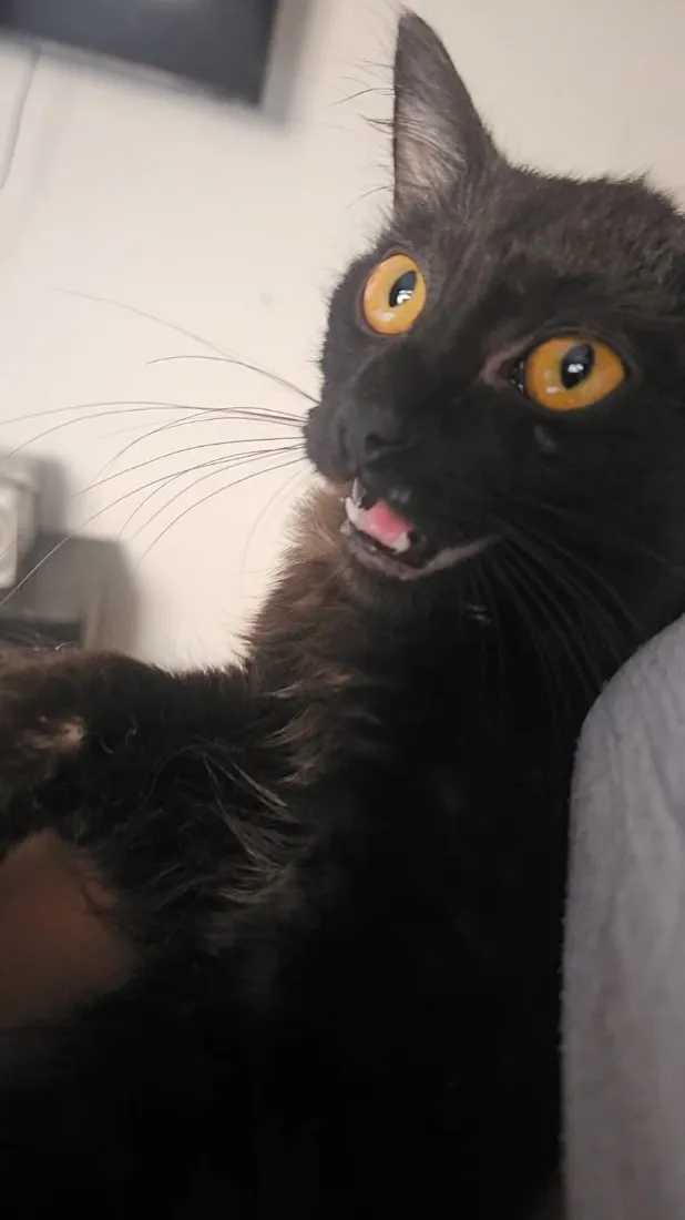 Gato raça SRD-ViraLata idade 2 a 6 meses nome Sem nome 