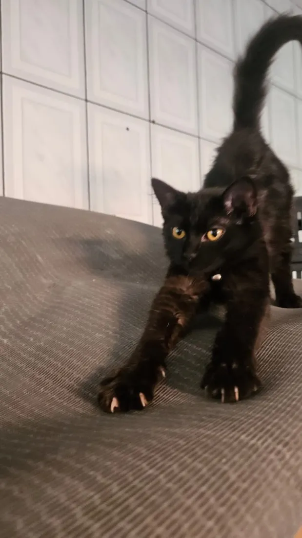 Gato raça SRD-ViraLata idade 2 a 6 meses nome Sem nome 