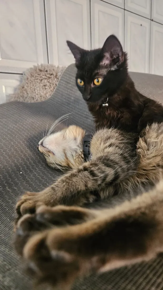 Gato raça SRD-ViraLata idade 2 a 6 meses nome Sem nome 
