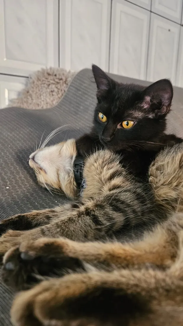 Gato raça SRD-ViraLata idade 2 a 6 meses nome Sem nome 