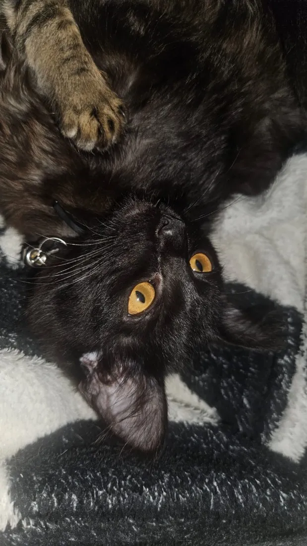 Gato raça SRD-ViraLata idade 2 a 6 meses nome Sem nome 