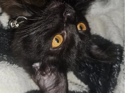 Gato raça SRD-ViraLata idade 2 a 6 meses nome Sem nome 