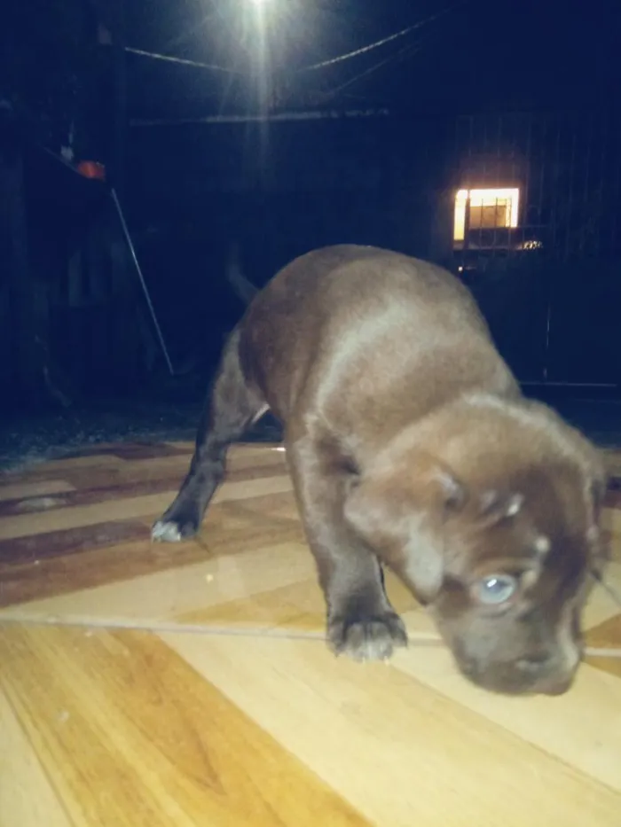 Cachorro raça SRD-ViraLata idade Abaixo de 2 meses nome Lexi