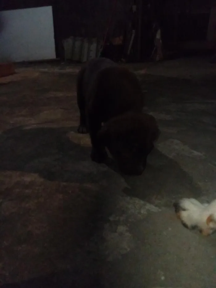Cachorro raça SRD-ViraLata idade Abaixo de 2 meses nome Lexi