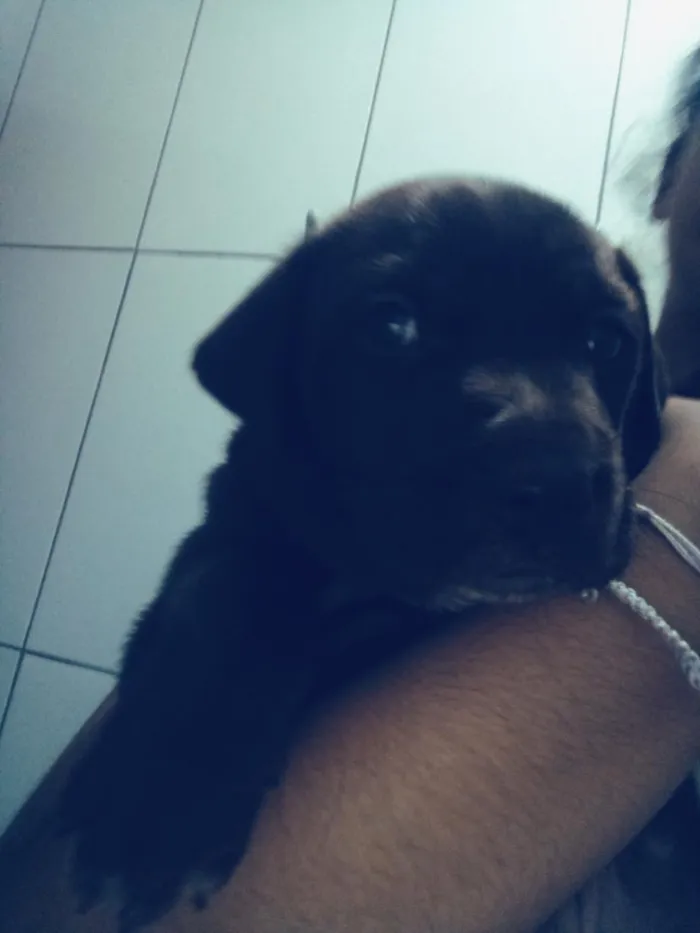 Cachorro raça SRD-ViraLata idade Abaixo de 2 meses nome Lexi