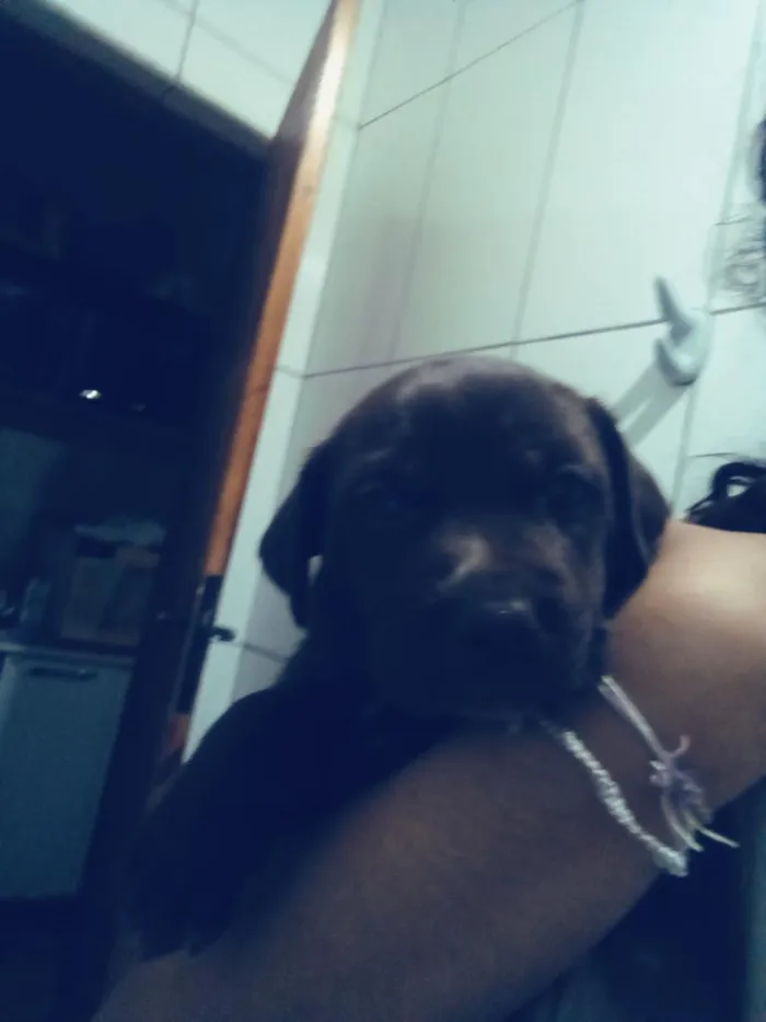 Cachorro raça SRD-ViraLata idade Abaixo de 2 meses nome Lexi