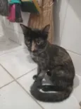 Pitú
