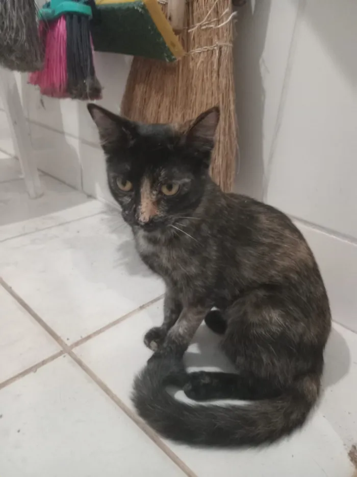 Gato raça SRD-ViraLata idade 7 a 11 meses nome Pitú