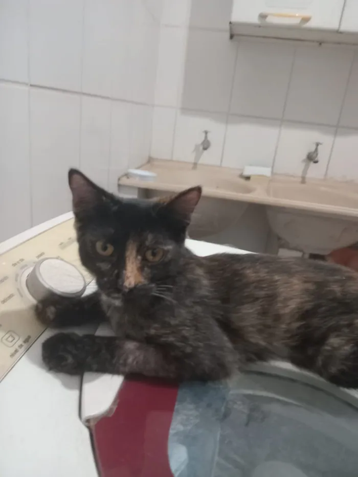 Gato raça SRD-ViraLata idade 7 a 11 meses nome Pitú
