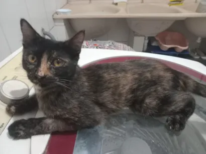 Gato raça SRD-ViraLata idade 7 a 11 meses nome Pitú