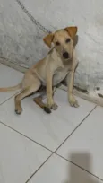 Dudu 