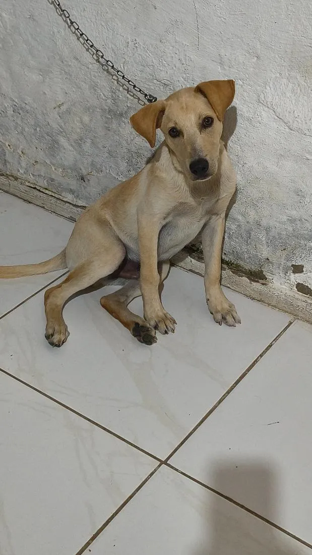 Cachorro raça SRD-ViraLata idade 2 a 6 meses nome Dudu 