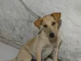 Dudu 